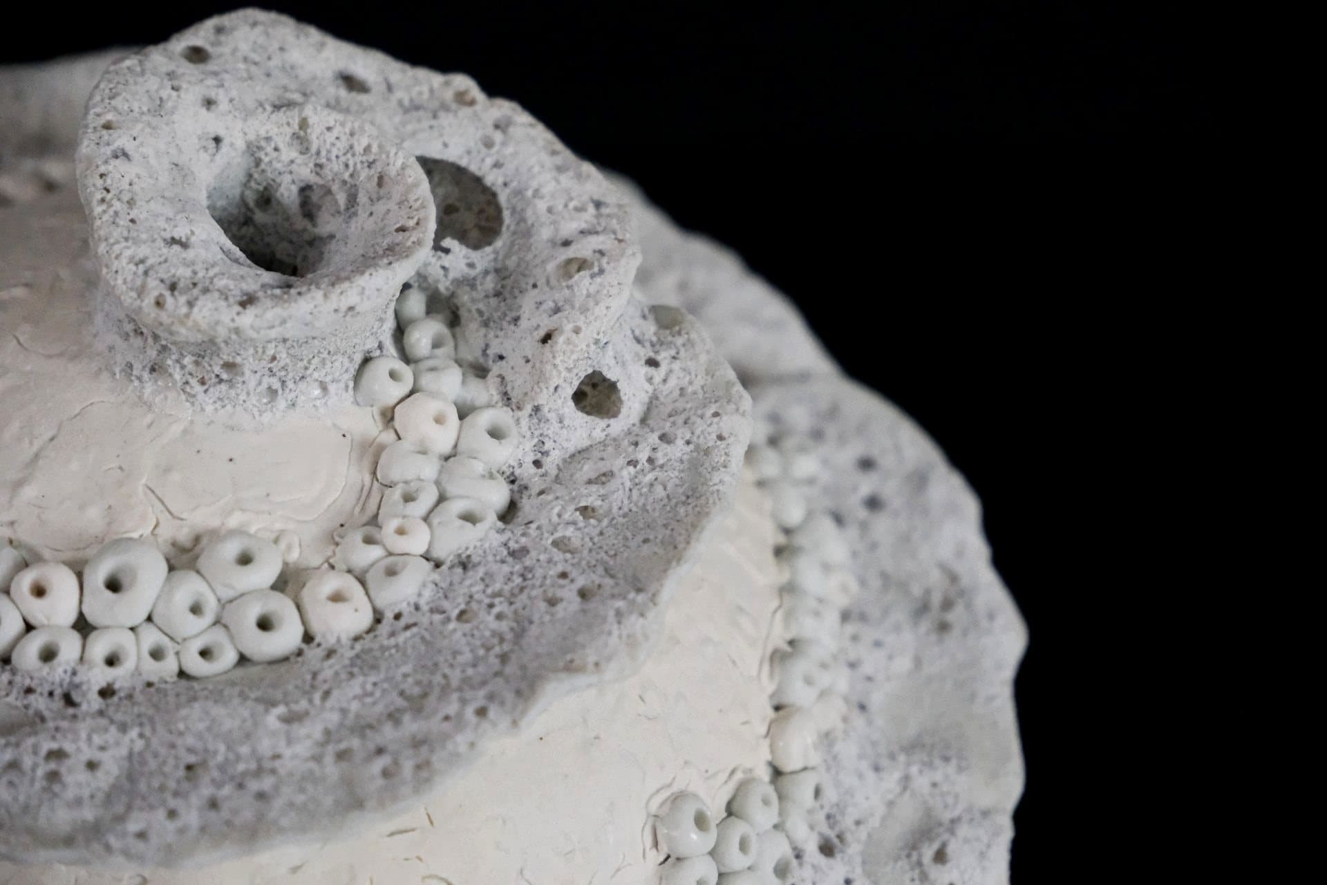 Detalle de la textura de un coral de porcelana