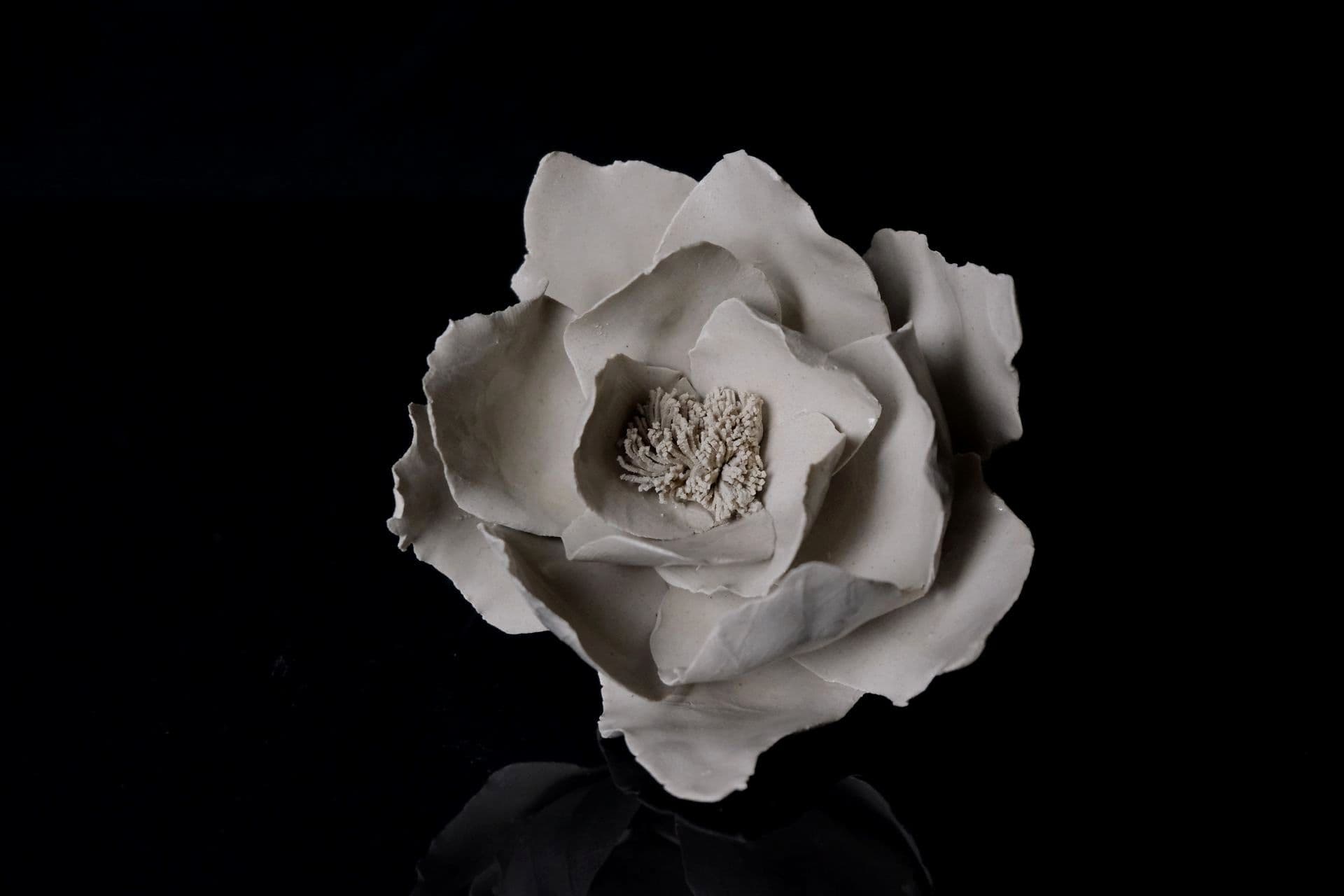Quiet Petal